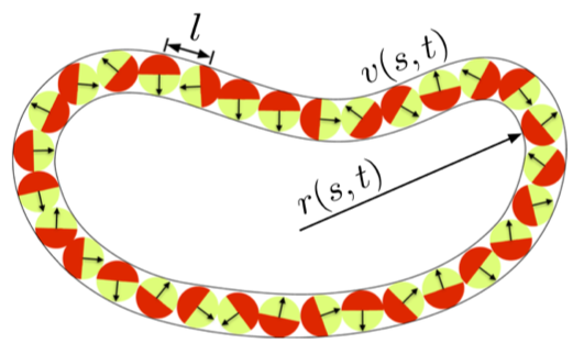 ActiveBrownianRingPolymers.png