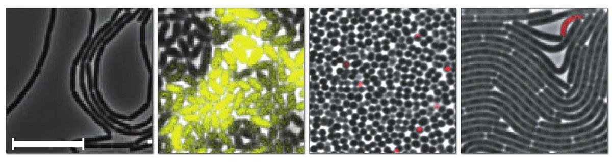 SATOMI - Tackling the segmentation and tracking challenges of growing colonies and microbial diversity 