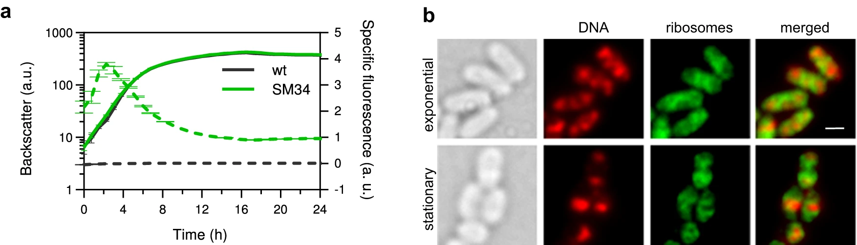 Neue Publikation "Growth-rate dependency of ribosome abundance and translation elongation rate in Corynebacterium glutamicum differs from that in Escherichia coli"