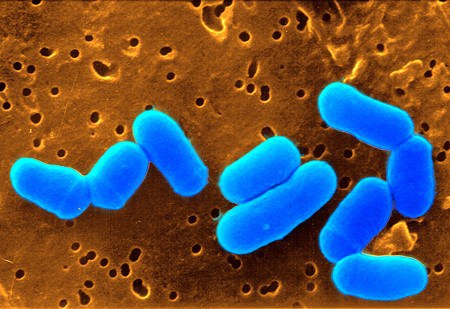 Graphic of Corynebacterium glutamicum