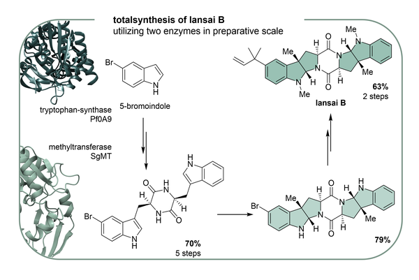 Chemoenzymatische Totalsynthese von Lansai B