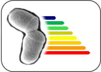 Graphic Energetic profile of Corynebacterium glutamicum