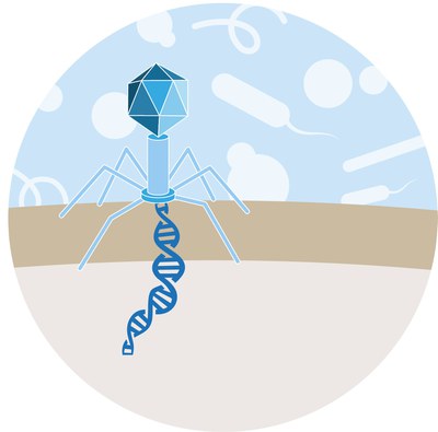 Graphic New SPP on Prokaryotic Virus-Host Interaction