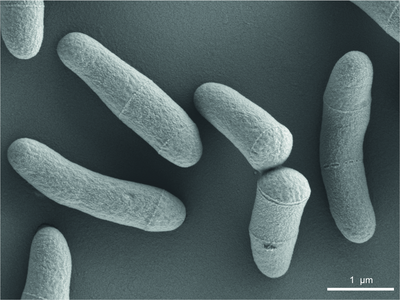 Corynebacterium glutamicum.png