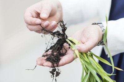 Franz Alt: Miscanthus und Wildblumen für nachhaltige Bioenergie vom Acker