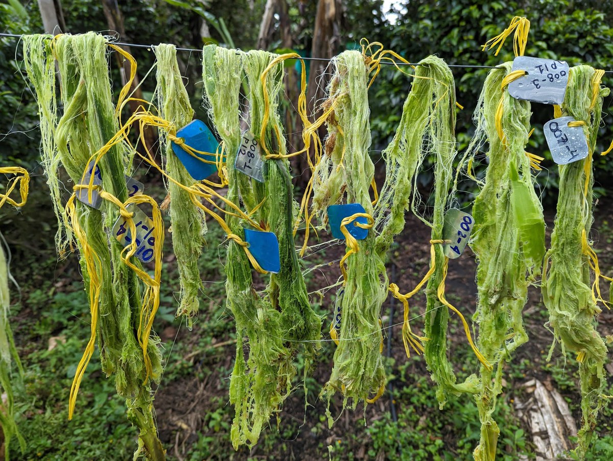 PinaFibre project workshop