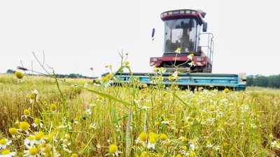 Cicular PhytoREVIER bei Rheinlandkräuter in Vettweiß