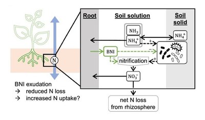 Benefits and limits of biological nitrification inhibitors for plant nitrogen uptake and the environment