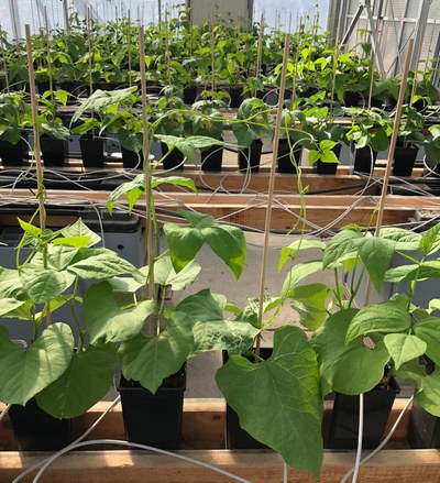 Phenotyping photosynthesis: yes we can