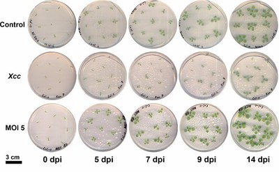 Viruses against pathogenic bacteria help plants combat disease