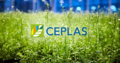 CEPLAS has 21 open postdoctoral research projects