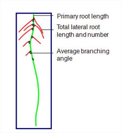 growscreenroot_scheme2.normal.jpeg