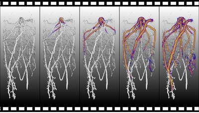 Wie Pflanzen Mikroorganismen an ihrer Wurzel steuern