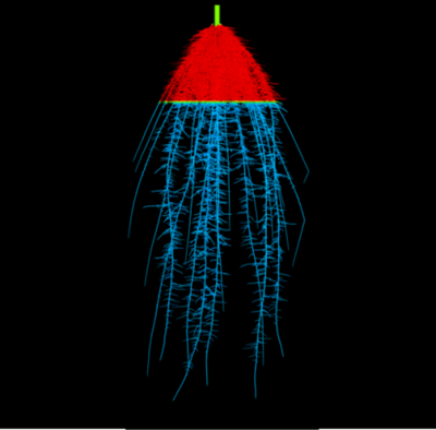 OpenSimRoot