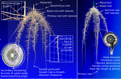 OpenSimRoot