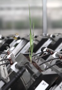 GROWSCREEN Rhizo