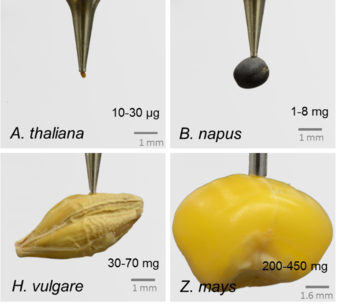 Seed Phenotyping