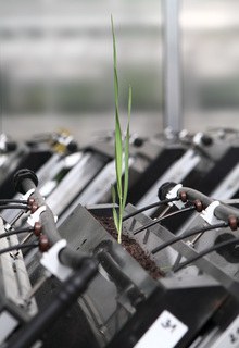 GrowScreen-Rhizo 2
