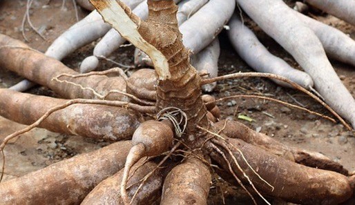 Cassava Initiative