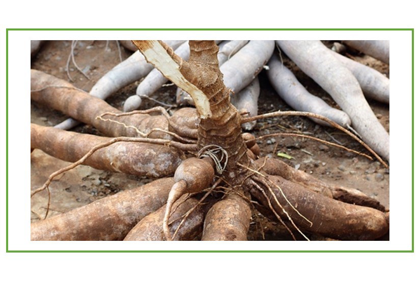 Cassava Initiative