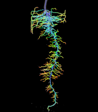 Ein verzweigtes, farbiges Netzwerk aus leuchtenden Strukturen auf schwarzem Hintergrund. (Mistral: Mistral Medium 3.5, 2026-08-17)