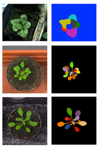 Plant Phenotypinbg Datasets