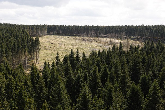 Wüstebach deforestation experiment