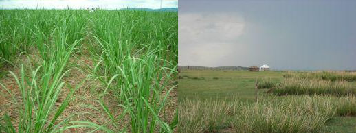 Plant-Soil-Atmosphere Exchange Processes