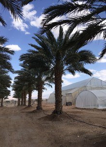 Improving irrigation efficiency of date palms