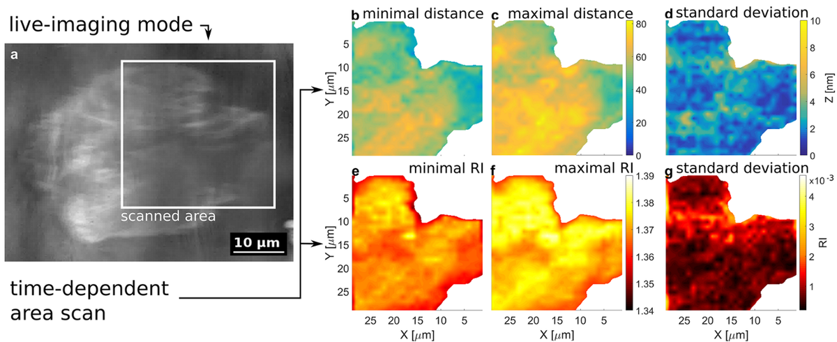 Neuron-device-interfaces