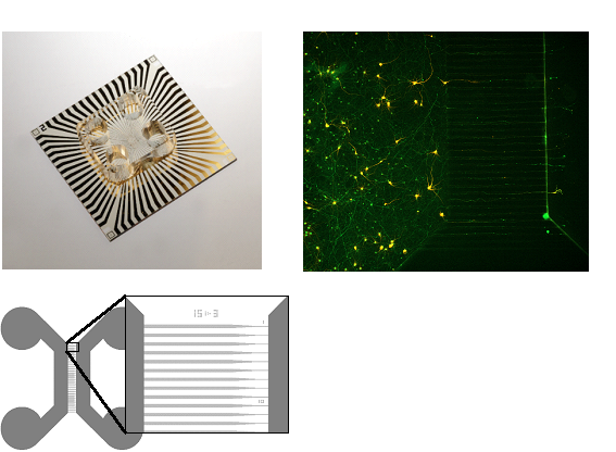 Scaffolds and 3D electrodes