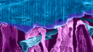 Synthetische Zellen: Formen und Bewegungen steuern