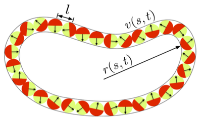 ActiveBrownianRingPolymers.png
