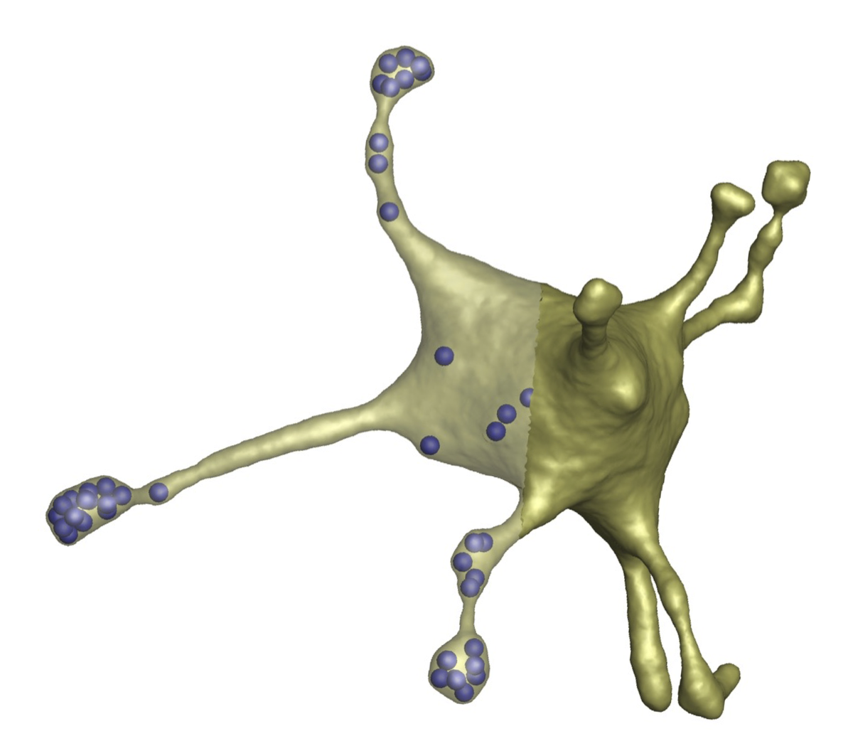 Physik der biologischen Materie