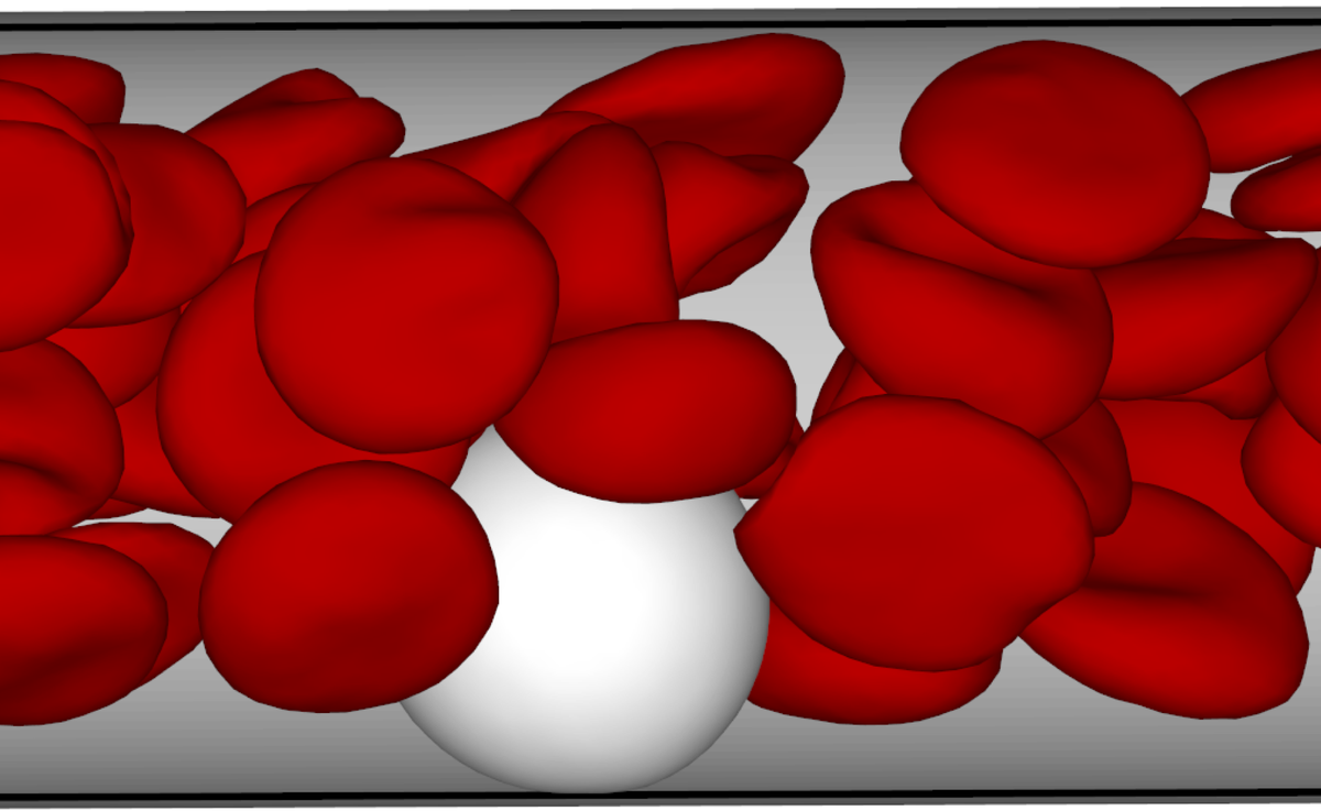 Physik der biologischen Materie