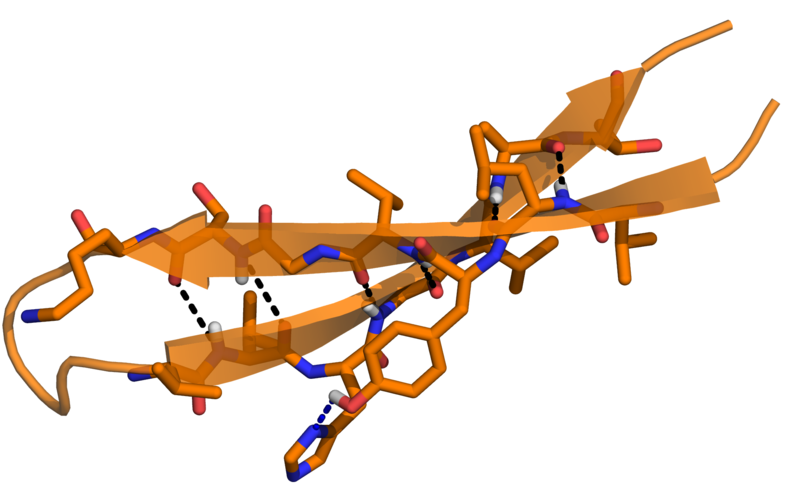 Die beta-Haarnadel-Struktur von alpha-Synuclein, ausgebildet im Komplex mit dem Aggregationshemmer beta-wrapin