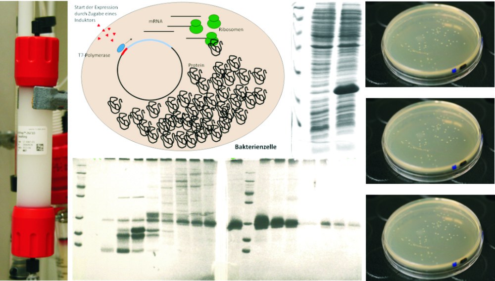 Expression und Reinigung rekombinanter Proteine