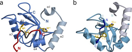 GABARAP-Ligand-Interaktionen
