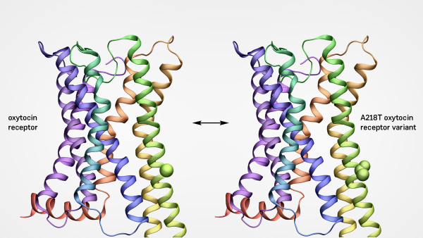 Oxytocin und Autismus: Studie zu Rezeptorvariante liefert neue Einblicke in zelluläre Prozesse