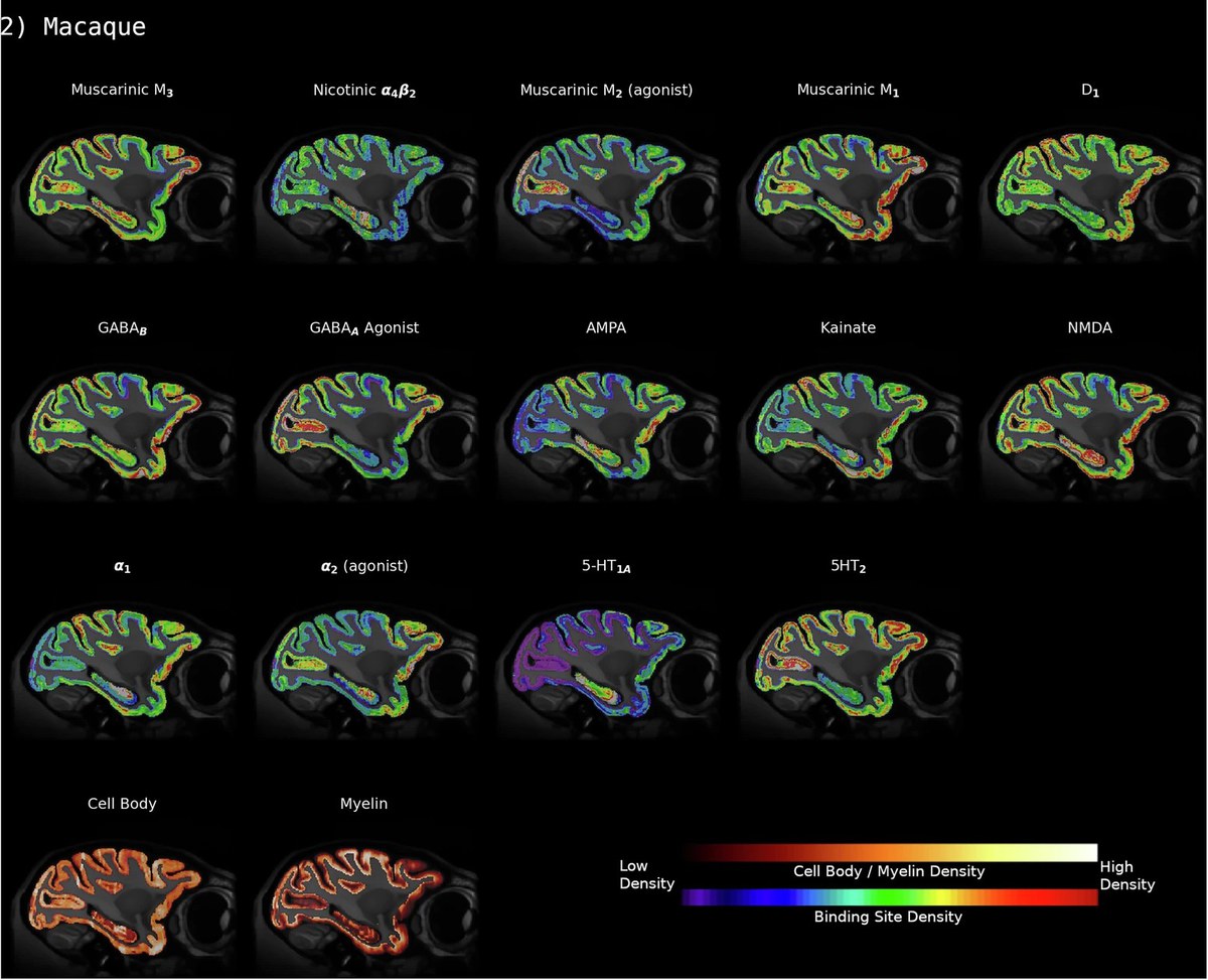 „BrainBuilder“ macht 3D-Rekonstruktion des Gehirns aus 2D-Schnitten möglich