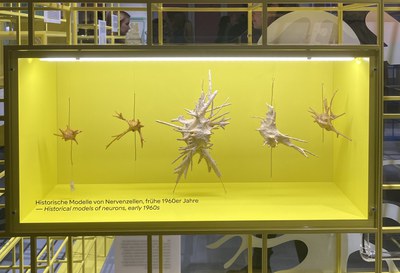 Hirnforschung aus Jülich in neuer Dauerausstellung des Senckenberg-Naturmuseums
