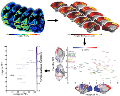 Meldung_Nature Neuroscience Palomero_2023.png