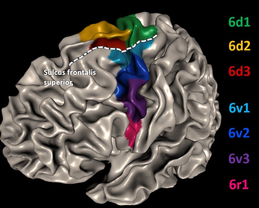 Prämotorischer Kortex neu kartiert: Sieben Unterareale und funktionelle Unterscheidung