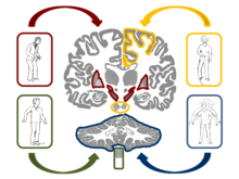 Klinische Neuroanatomie
