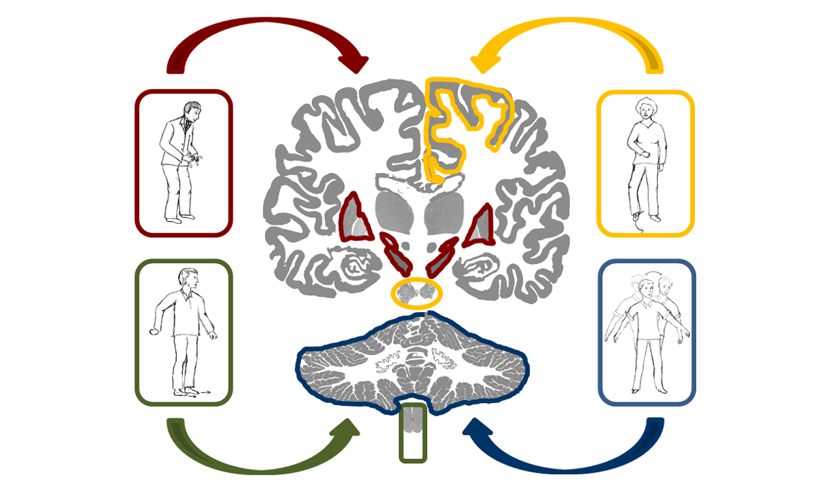 Klinische Neuroanatomie