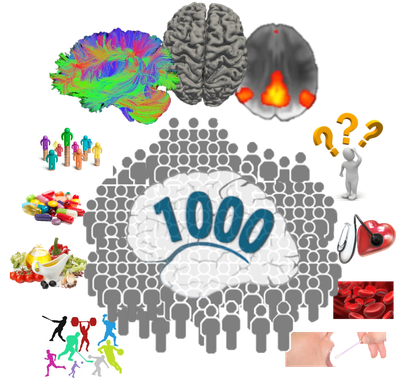 1000BRAINS-Kohorte.png