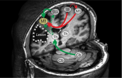 BRAIN_connectivity_lang.jpg