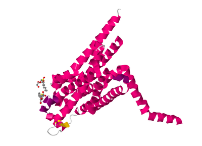 PDB%202YDO%20THERMOSTABILISED%20HUMAN%20A2A%20RECEPTOR%20WITH%20ADENOSINE%20BOUND.poster.png