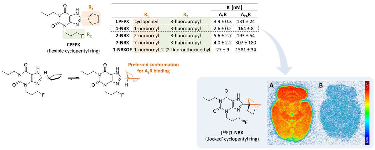 Entwicklung von 8-Bicycloalkyl-CPFPX-Derivaten für die PET-Bildgebung von A1-Adenosinrezeptoren