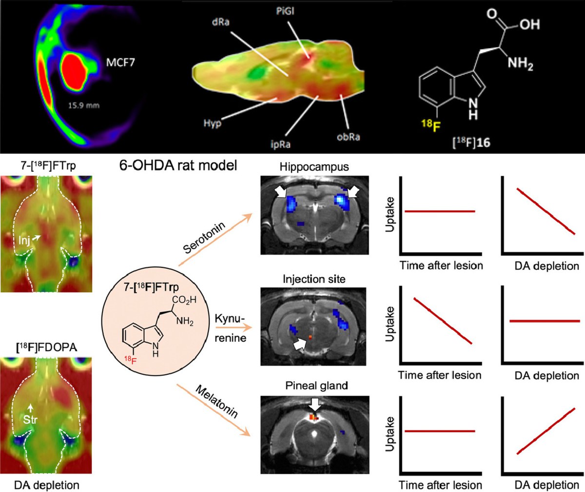 Entdeckung von 7-[18F]Fluortryptophan als neuer PET-Tracer zur Visualisierung des Tryptophanstoffwechsels